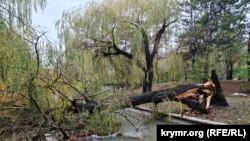 Сломанное дерево на реке Малый Салгир в Симферополе в районе Гагаринского парка. Крым, 21 ноября 2023 года