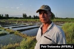 Абдуллахоб диқан өзі баптап жүрген күріш алқабында тұр. Тәжікстанның Соғды облысы, 15 маусым, 2024 жыл.