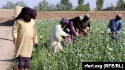 د افغانستان په ډېری ولايتونو کې اوس هم کوکنار کرل کېږي.