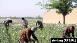 په ډېری سيمو کې اوس کوکنار په کال کې درې فصلونه کرل کېږي