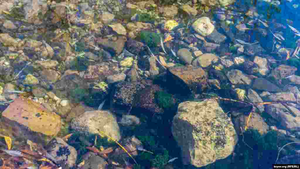 У верхів&#39;ї річки вода дуже чиста