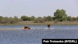 Ресеймен шекарада жайылып жүрген сиыр. Көптоғай ауылы, Атырау облысы, 4 мамыр 2021 ж.