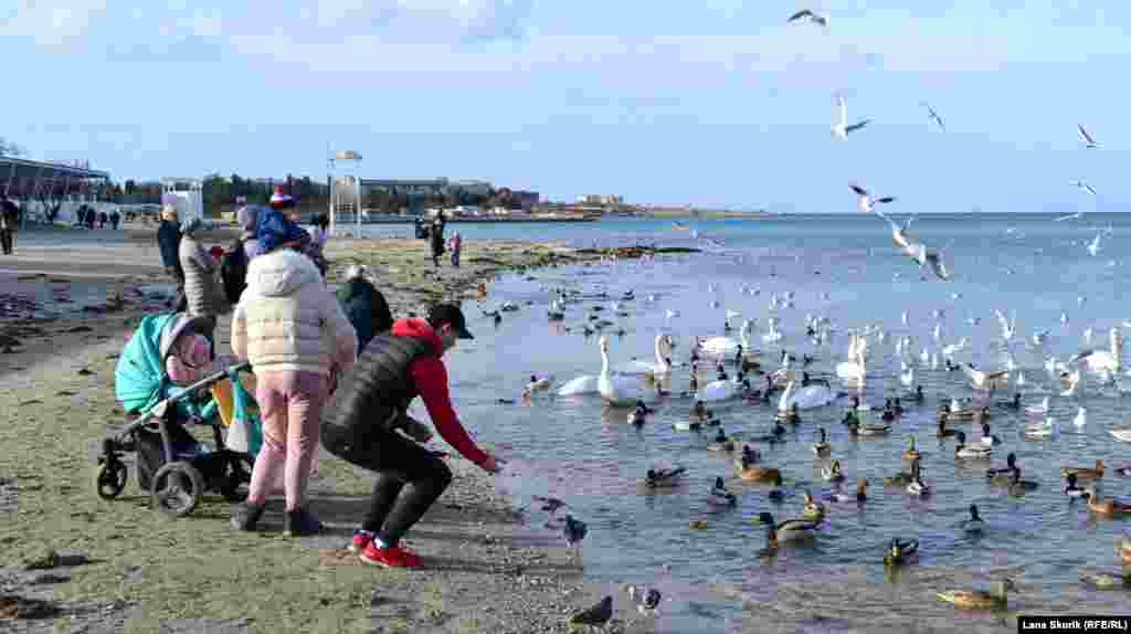 Окрім крякв і лисух біля берега пляжу в морі &ndash; граціозні лебеді та чорнухи. Годувати птахів приходять цілими сім&#39;ями, голуби не бояться брати їжу прямо з рук. Один сонячний зимовий день у бухті Кругла &ndash; у фотогалереї​