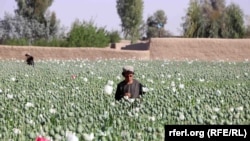 سږ کال په جنوبي ولايتونو کې سره له دې چې د کوکنارو کښت بند و، بيا هم کرل شوي وو - ارشيف