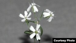 Ресей ғалымдары өсіріп шығарған Silene stenophylla гүлі. 21 ақпан 2012 жыл. 