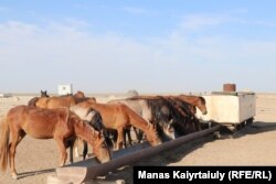 Жылқы ішінде семізі сирек кездеседі. Көбінің қабырғасы таралап тұр. Шаруалар арық мал судың күшімен жан сақтап тұр дейді. Маңғыстау облысы Маңғыстау ауданы Қызан аулы маңындағы Мәстек құдығы, 14 шілде 2021 жыл.