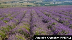 Лавандові поля у Криму, червень 2019 року