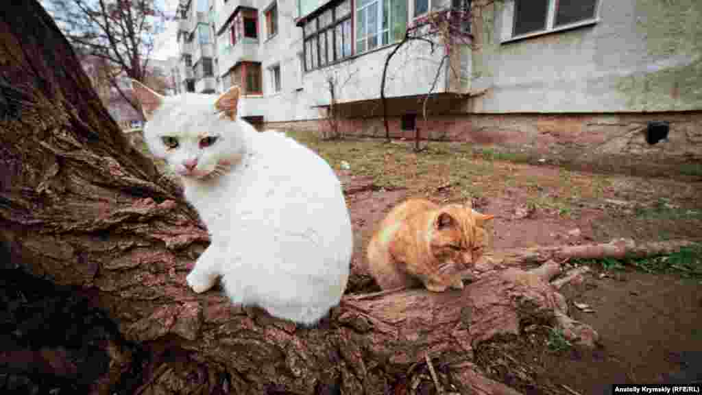 Коти мікрорайону імені генерала Корявка