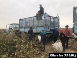 Алқаптан теріп әкелген мақтаны өткізіп жатқан балалар мен ересек адамдар. Түрікстан облысы, 29 қыркүйек 2020 жыл.