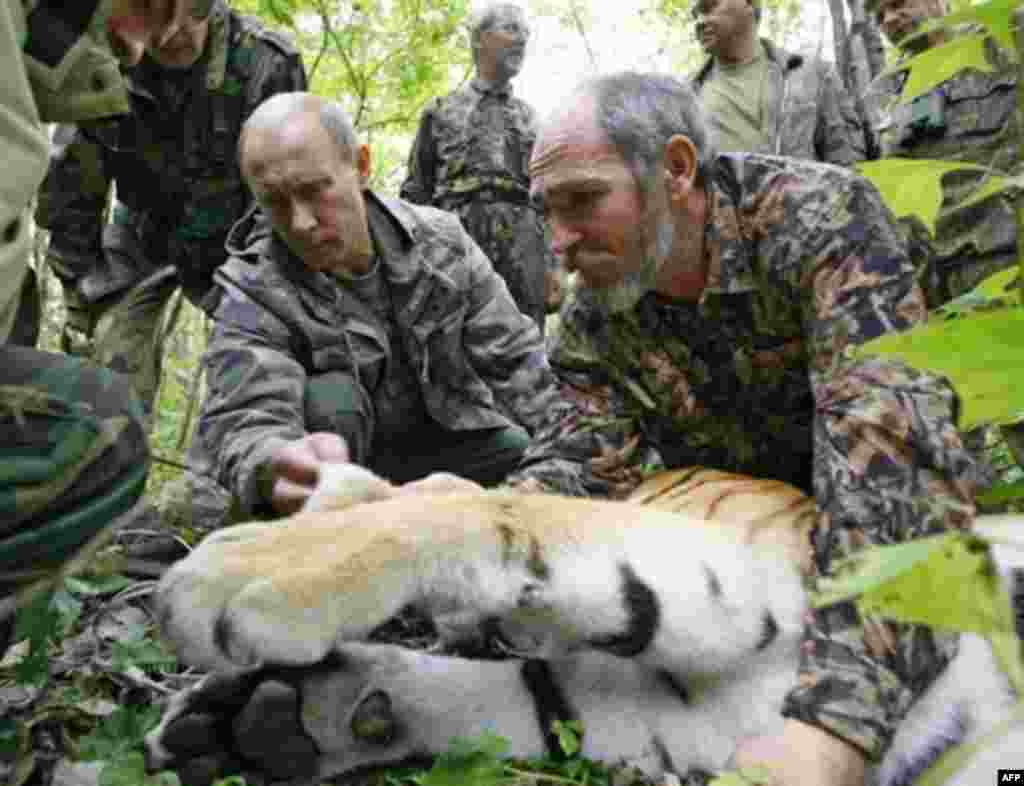 Putin pələngin boynuna qurğu keçirmək üçün mütəxəssisə yardım edir (2008)