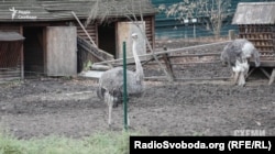 Страуси у колишній резиденції Віктора Януковича, який в одному зі своїх інтерв'ю сказав, що «підтримував їх»