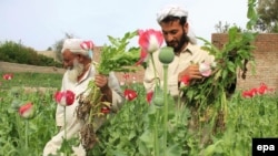 نوموړی وايي له مجبورۍ کوکنار کري.