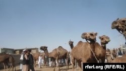 افغانستان کې لوی اختر داسې مهال رارسېږي چې له يوې خوا بېکاري ډېره شوې، بل پلو د توکو بيې په کمساري ډول لوړې شوي دي.