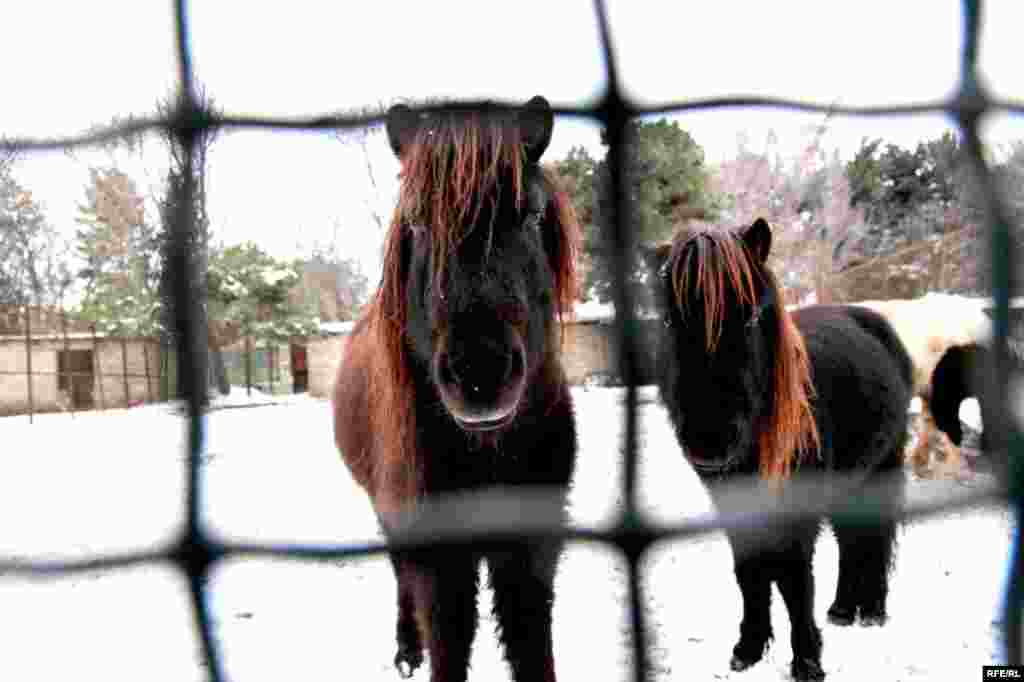 Bakı zooparkından qış görüntüləri #12