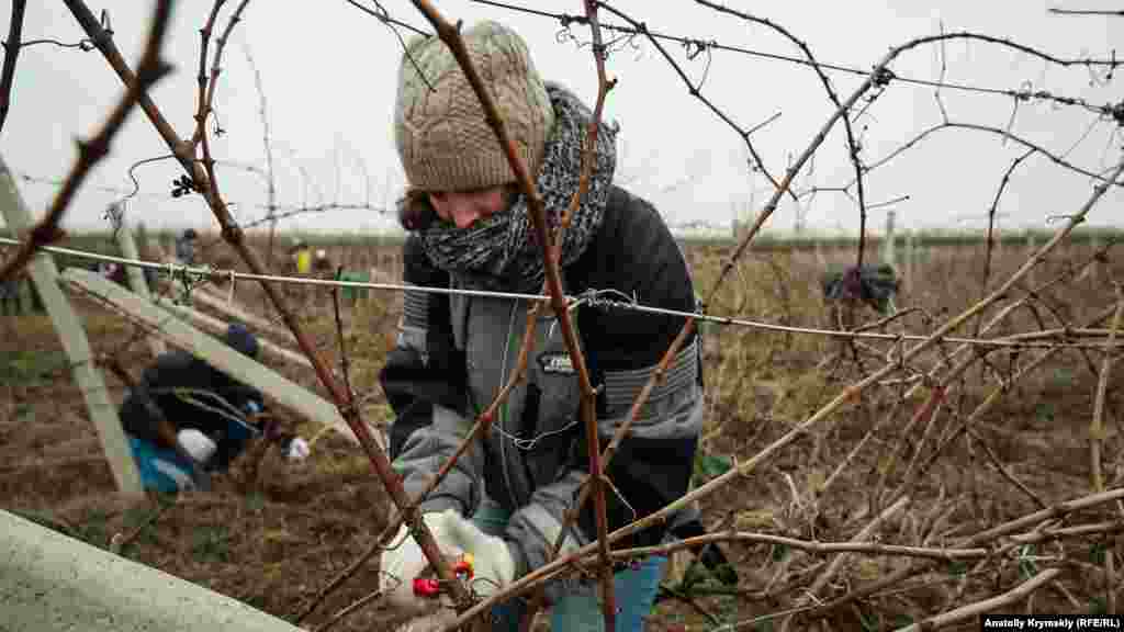 Майбутній агроном, другокурсниця Катерина &ndash; учасниця змагань. Хоча за традиціями Трифона Зарізана жінок на виноградник у дні свята не допускали