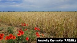 «Засушлива» Правда: степове кримське село у надзвичайному стані (фотогалерея)